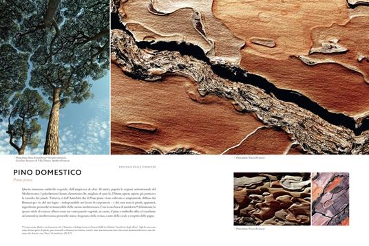 Cortecce. Viaggio nell'intimità degli alberi del mondo - Cédric Pollet - 4