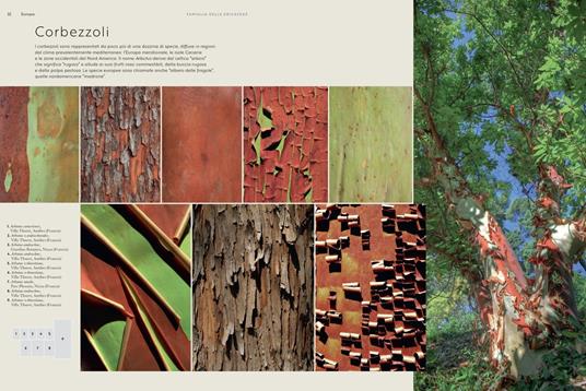 Cortecce. Viaggio nell'intimità degli alberi del mondo - Cédric Pollet - 5