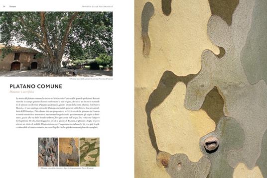 Cortecce. Viaggio nell'intimità degli alberi del mondo - Cédric Pollet - 2