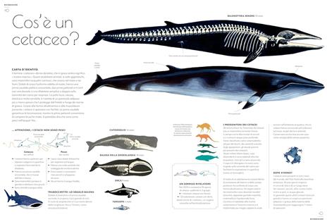 Cetacei. Album scoperte - Amandine Delaunay - 2