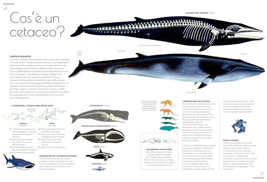 Cetacei. Album scoperte - Amandine Delaunay - 2