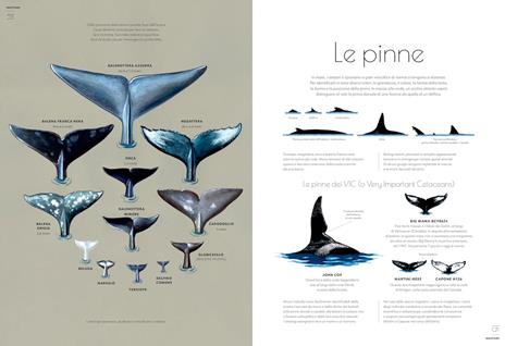 Cetacei. Album scoperte - Amandine Delaunay - 3