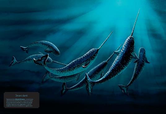 Cetacei. Album scoperte - Amandine Delaunay - 4
