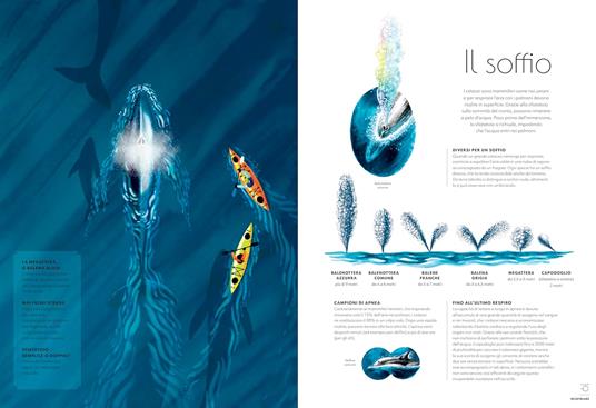 Cetacei. Album scoperte - Amandine Delaunay - 5