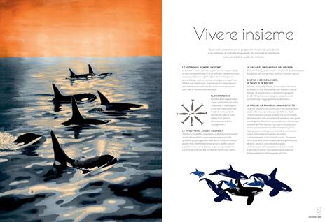 Cetacei. Album scoperte - Amandine Delaunay - 6