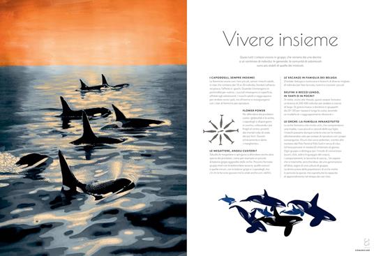 Cetacei. Album scoperte - Amandine Delaunay - 6