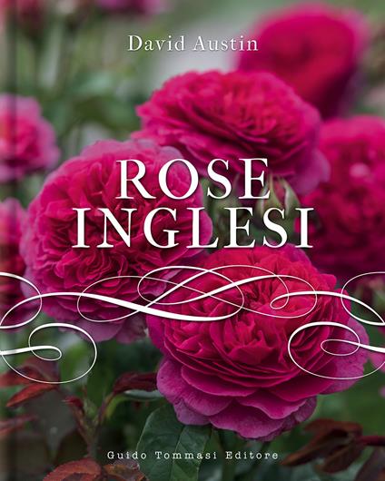 Rose inglesi - David Austin - copertina