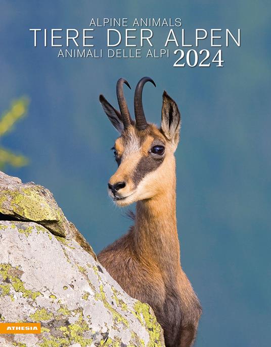 Tiere der Alpen-Animali delle Alpi-Alpine animals. Calendario 2024. Ediz. multilingue - copertina