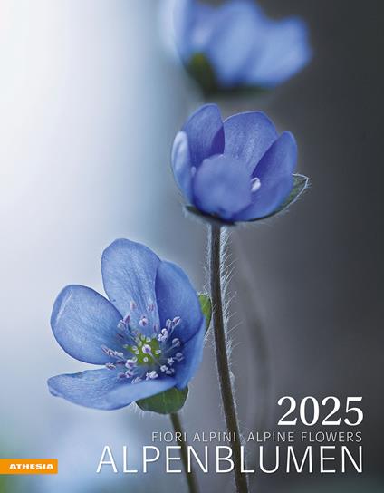 Alpenblumen. Kalender 2025 - copertina