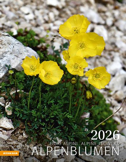Alpenblumen. Fiori alpini. Calendario grande 2026 - copertina