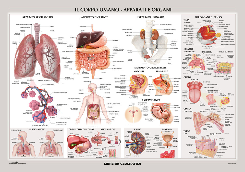 ibs