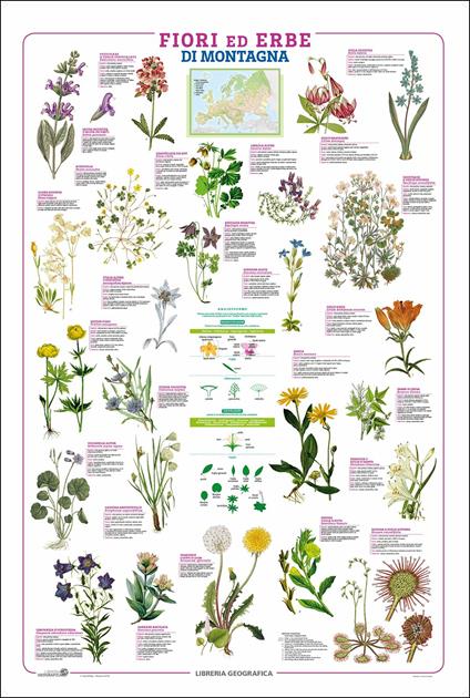 Fiori. Geoposter - copertina