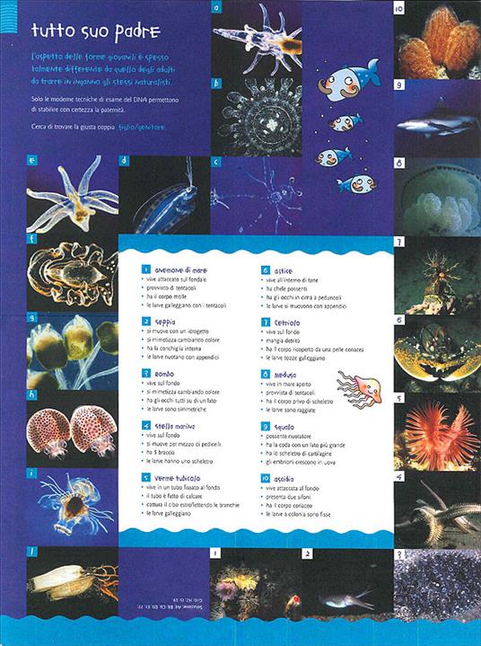 Giochi in immersione - Francesco Zuppa - 5