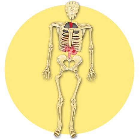 Costruisci il tuo scheletro e scopri come funziona il corpo umano. Ediz. illustrata. Con modellino - Richard Walker - 3