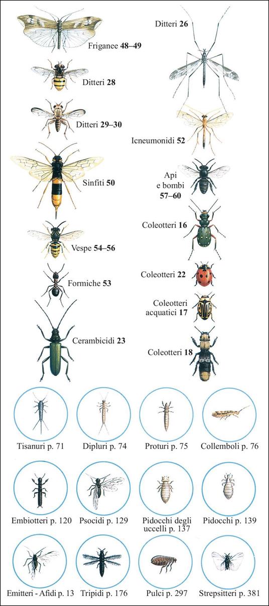 Guida degli insetti d'Europa. Atlante illustrato a colori - Michael Chinery - 3