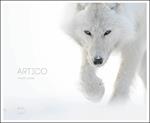 Artico. Ediz. illustrata