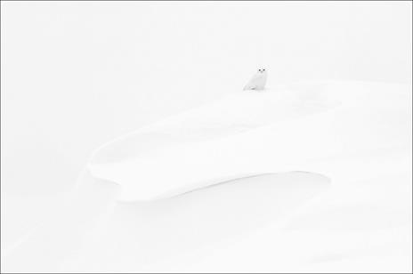 Artico. Ediz. a colori - Vincent Munier - 2