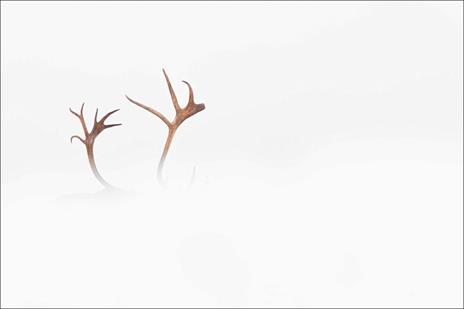 Artico. Ediz. a colori - Vincent Munier - 3