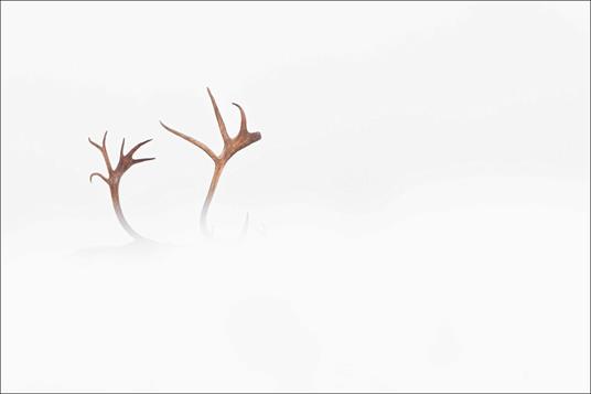 Artico. Ediz. a colori - Vincent Munier - 3