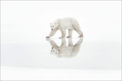 Artico. Ediz. a colori - Vincent Munier - 4