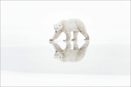 Artico. Ediz. a colori - Vincent Munier - 4