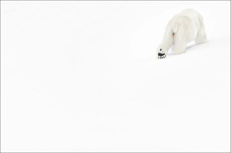 Artico. Ediz. a colori - Vincent Munier - 5