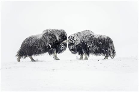 Artico. Ediz. a colori - Vincent Munier - 6