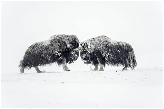 Artico. Ediz. a colori - Vincent Munier - 6