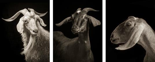 Capre o pecore. Ediz. illustrata - Kevin Horan,Elena Passarello - 2