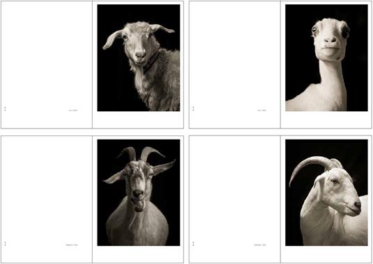 Capre o pecore. Ediz. illustrata - Kevin Horan,Elena Passarello - 3