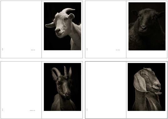 Capre o pecore. Ediz. illustrata - Kevin Horan,Elena Passarello - 4