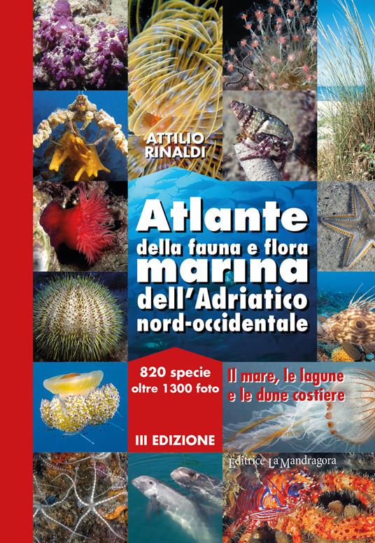 Atlante della fauna e flora marina dell'Adriatico nord-occidentale - Attilio Rinaldi - copertina
