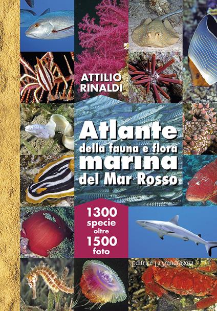 Atlante della fauna e flora marina del Mar Rosso. Ediz. illustrata - Attilio Rinaldi - copertina