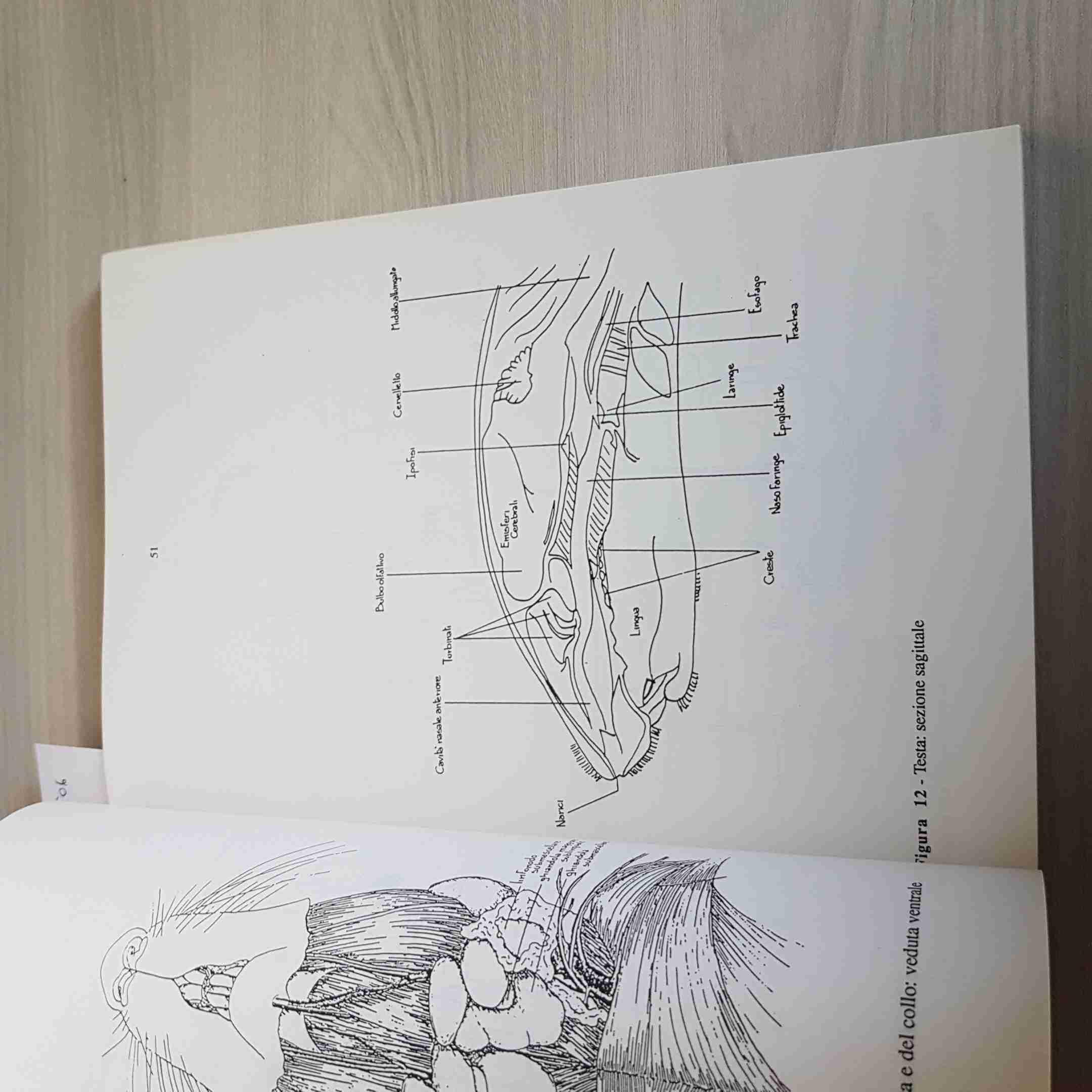 Modelli sperimentali nella ricerca biomedica: aspetti tecnici e scientifici