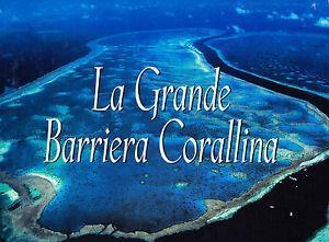 La grande barriera corallina. Ediz. illustrata - copertina