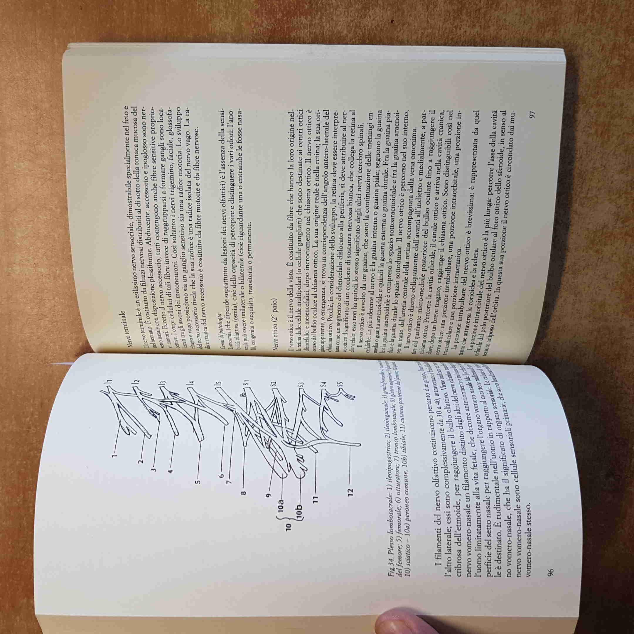 Appunti di anatomia umana. Sistema nervoso centrale e periferico