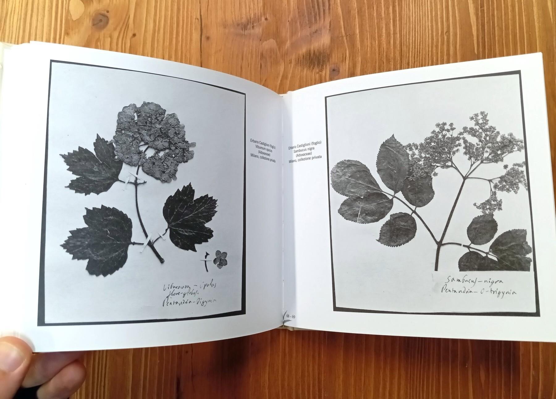 Herbarium rainerianum. Realtà botaniche dalla Villa reale di Monza alla siloteca Cormio