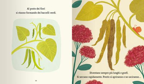 La farfalla e il fagiolo - Martin Jenkins - 7