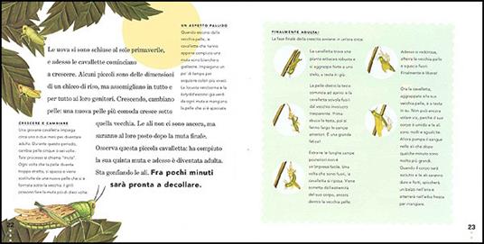 Il grillo e la cavalletta - Ting Morris - 5