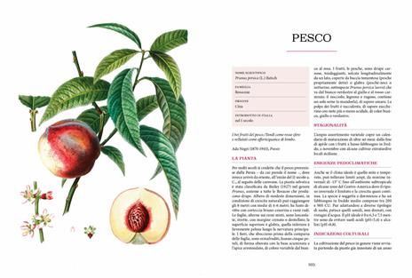 Atlante gastronomico della frutta - 3