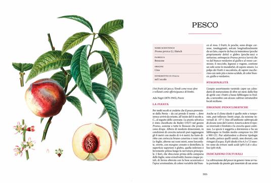 Atlante gastronomico della frutta - 3