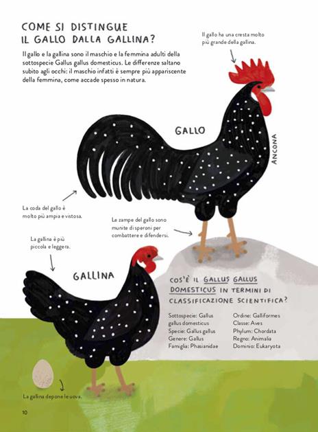 Il gallinario. Ediz. a colori - Camilla Pintonato,Barbara Sandri,Francesco Giubbilini - 5