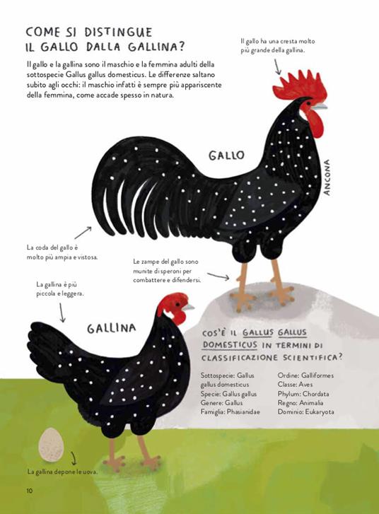 Il gallinario. Ediz. a colori - Camilla Pintonato,Barbara Sandri,Francesco Giubbilini - 5