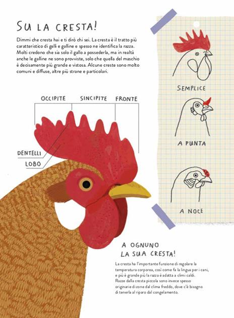 Il gallinario. Ediz. a colori - Camilla Pintonato,Barbara Sandri,Francesco Giubbilini - 7
