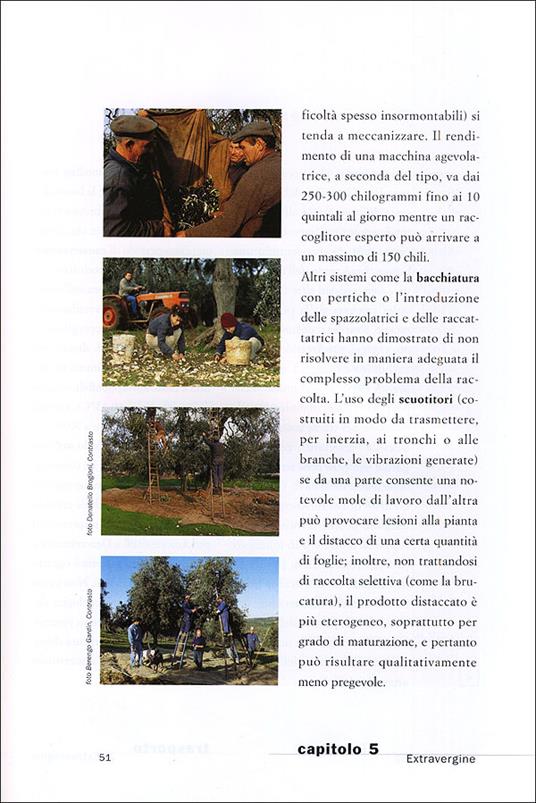 Extravergine. Manuale per conoscere l'olio d'oliva - Nanni Ricci,Diego Soracco - 2