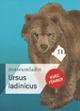 Ursus ladinicus. Kurzführer