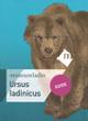 Ursus ladinicus. Guide. Ediz. inglese - Gernot Rabeder,Herwig Prinoth,Florian Kronbichler - copertina