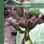 Welwitschia mirabilis