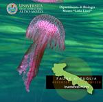 Invertebrati marini. Fauna di Puglia. Repertorio fotografico. DVD-ROM