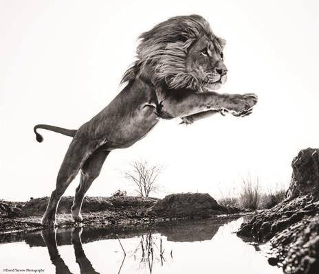 Nella natura selvaggia. Incontri ravvicinati con animali e paesaggi da salvare. Ediz. illustrata - David Yarrow - 2